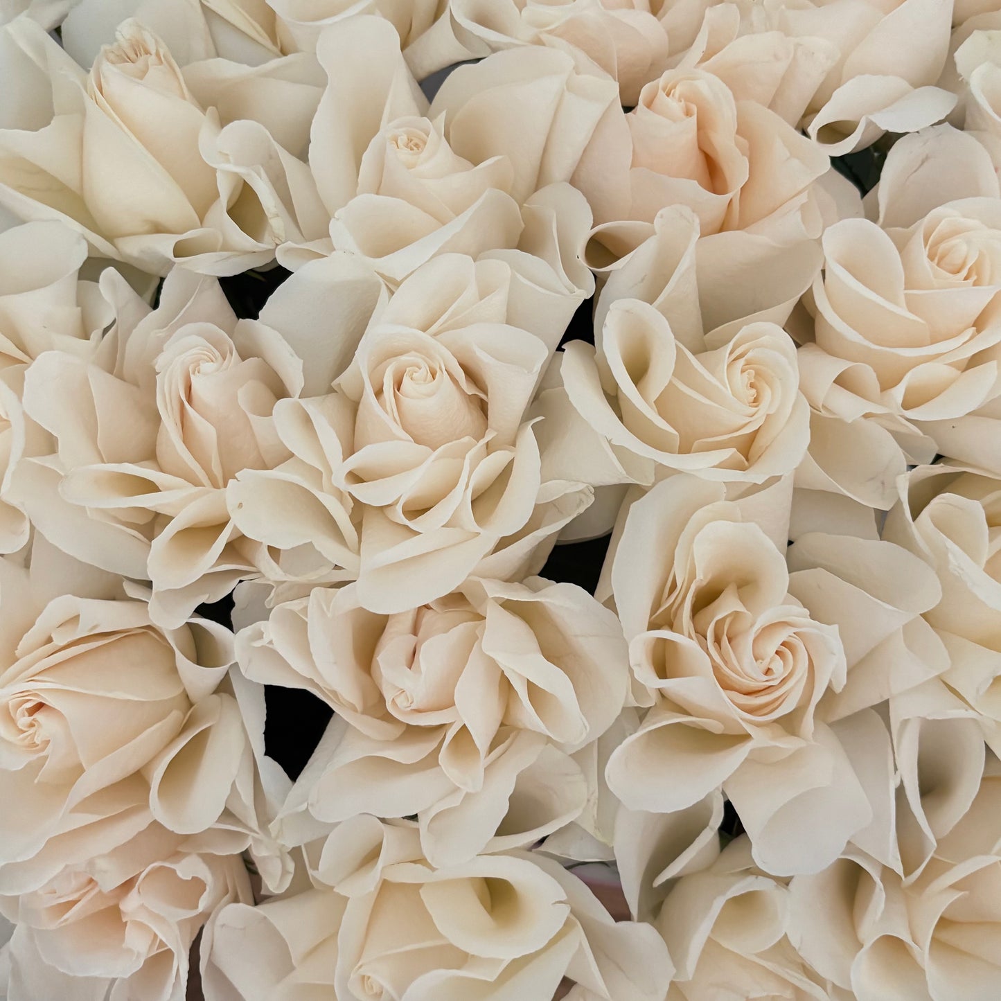 Cloud Rose π₯οΈππ€