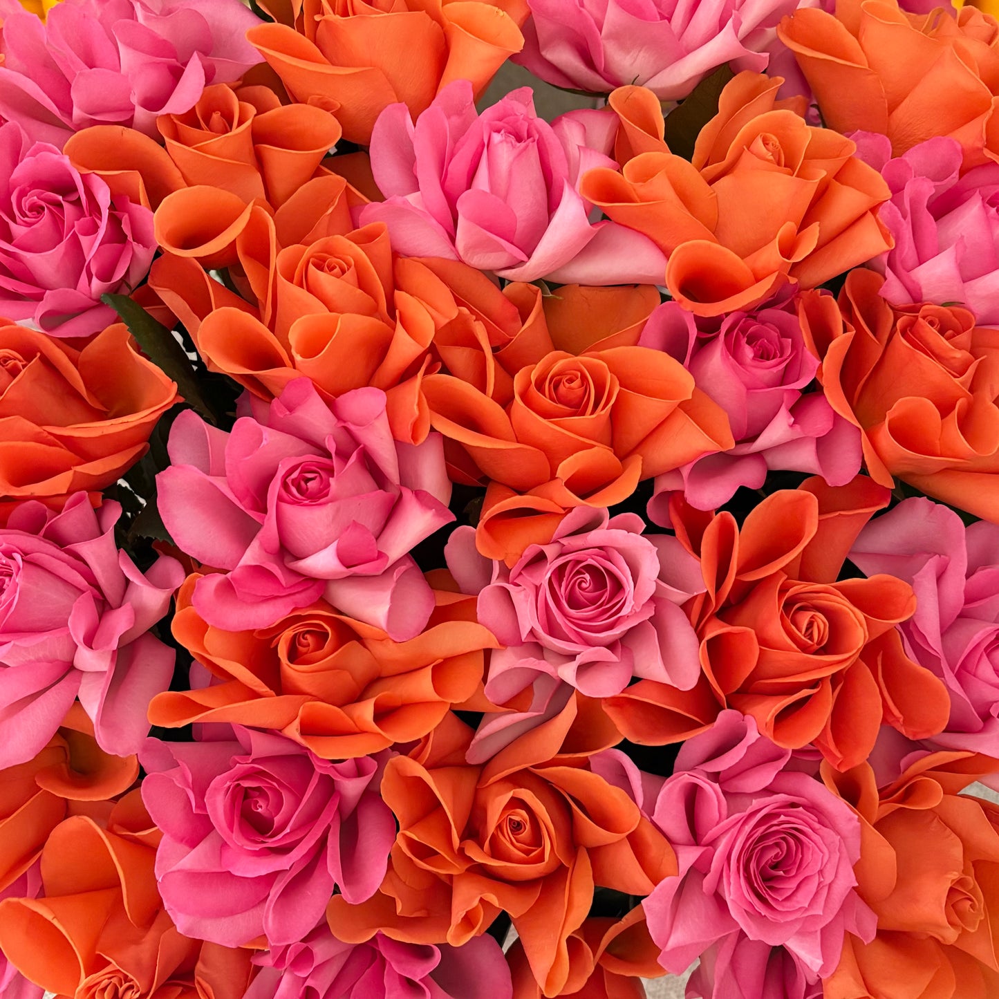 Sunset Bloom 🌺💖🧡